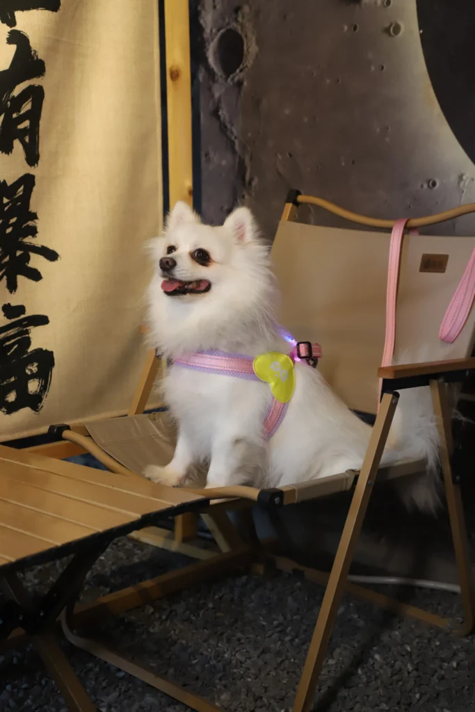 Why Should You Choose a Professional Custom Dog Harness Manufacturer? Analysis of 10 Quality and Design Advantages？